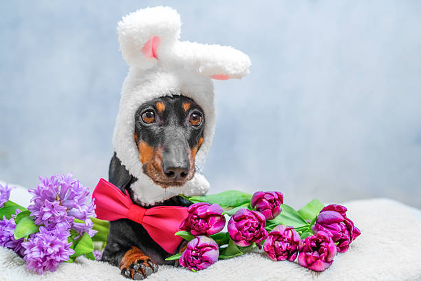 Adorable dachshund in bunny hat with colorful spring flowers for easter greeting