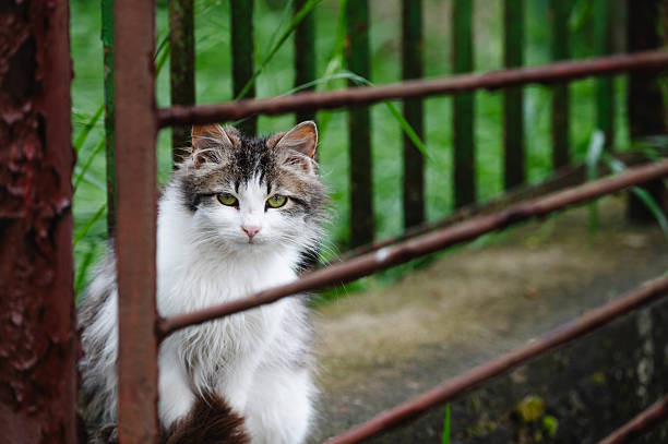 Cute White Persian Cat