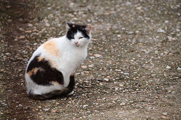 A calico cat with a distinctive mix of white, orange, and black fur sits on a textured gravel path. The cat’s slightly closed eyes and relaxed posture suggest calmness and quiet observation in a rustic outdoor setting.