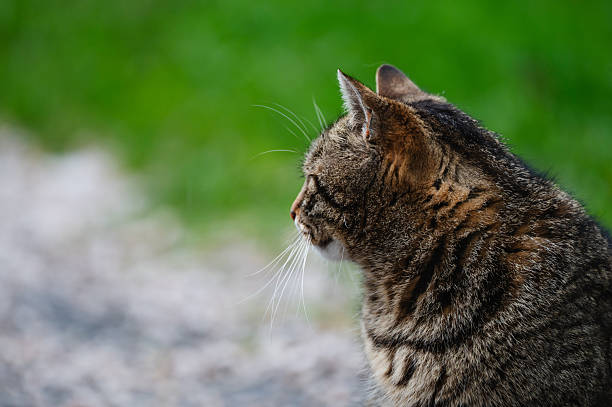 A side profile of a tabby cat with detailed fur texture and long white whiskers, sitting calmly on a gravel path beside vibrant green grass. The shallow depth of field highlights the feline's features and evokes a tranquil, observational mood.