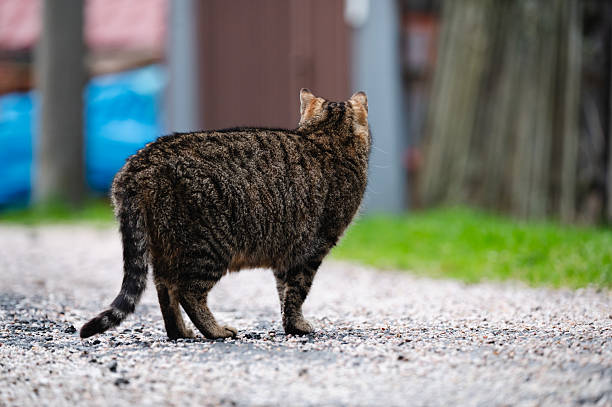 A chubby tabby cat is seen from behind as it stands on a gravel path in a rural setting. The cat's dense fur and confident posture create a sense of calm and domesticity, with soft focus on the background emphasizing the animal as the main subject.
