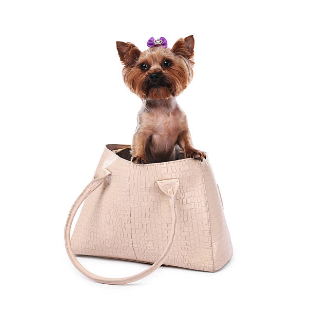 istock Cute Yorkshire Terrier dog in bag isolated on white 2214773434