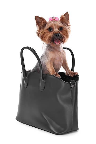 istock Cute Yorkshire Terrier dog in bag isolated on white 2214773463