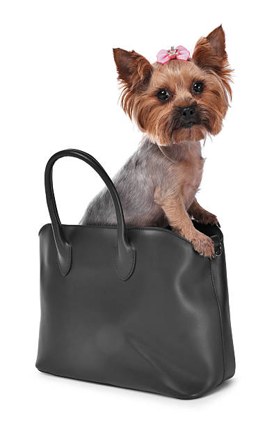 istock Cute Yorkshire Terrier dog in bag isolated on white 2214773466