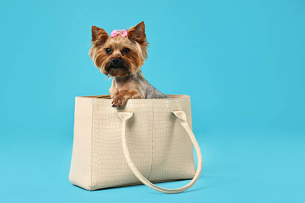 istock Cute Yorkshire Terrier dog in bag on light blue background, space for text 2214773467