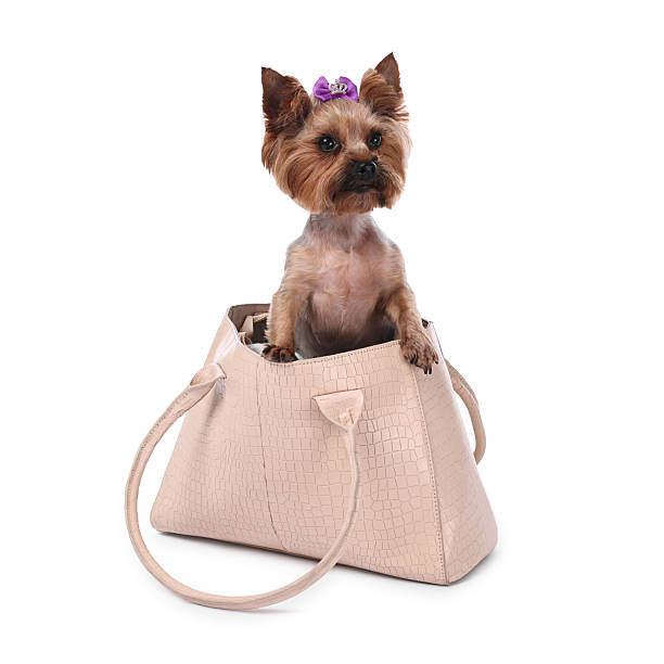 istock Cute Yorkshire Terrier dog in bag isolated on white 2214773468