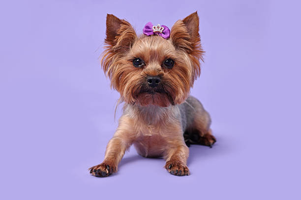 istock Cute Yorkshire Terrier dog on violet background 2214773482