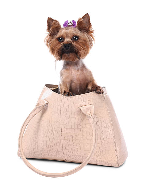 istock Cute Yorkshire Terrier dog in bag isolated on white 2214773486