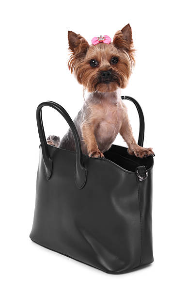 istock Cute Yorkshire Terrier dog in bag isolated on white 2214773488