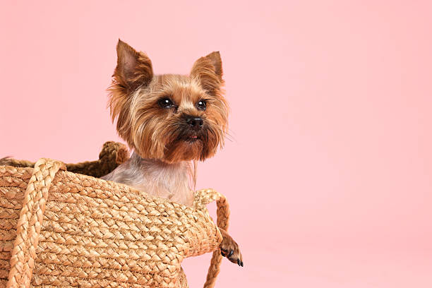 istock Cute Yorkshire Terrier dog in wicker bag on pink background, space for text 2214773521
