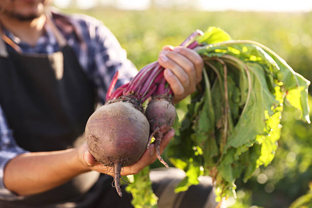 istock Farmer harvesting ripe beetroots in field on sunny day, closeup 2214774521