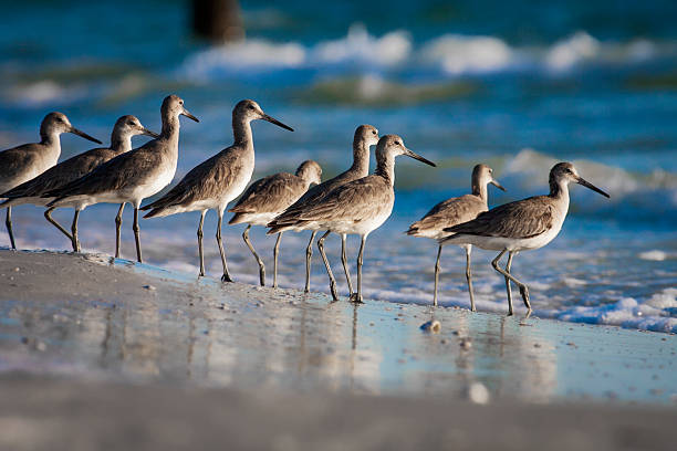 Willets on the Beach 1 - Late Afternoon