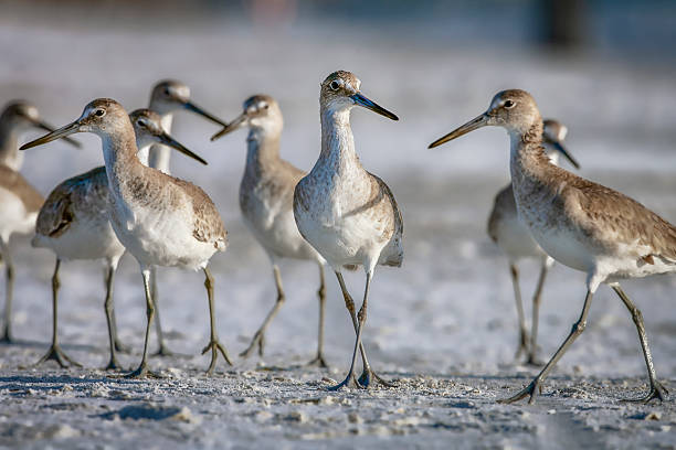 istock Willets on the Beach 2 - Late Afternoon 2214774536
