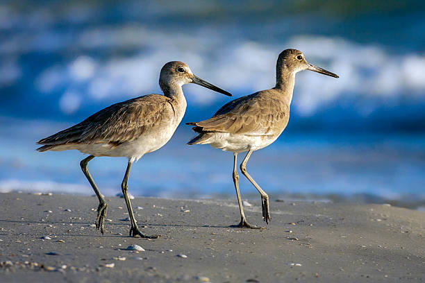 istock Two Willets on the Beach 1 - Late Afternoon 2214774544