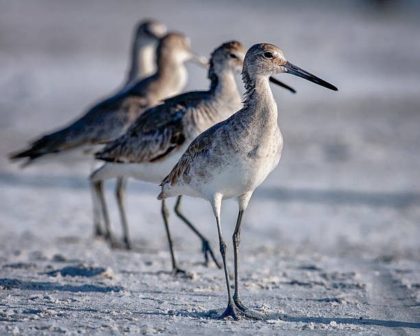 istock Willets on the Beach 3 - Late Afternoon 2214774546