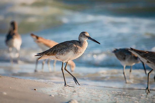 istock Willets on the Beach 4 - Late Afternoon 2214774556
