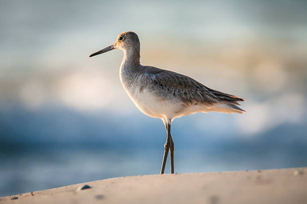 istock Willet on the Beach 5 - Late Afternoon 2214774569