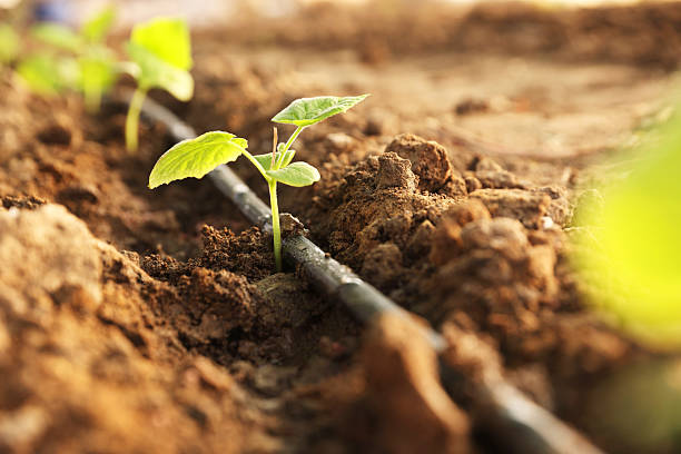 istock Beautiful young seedlings growing in ground outdoors, closeup 2214774575