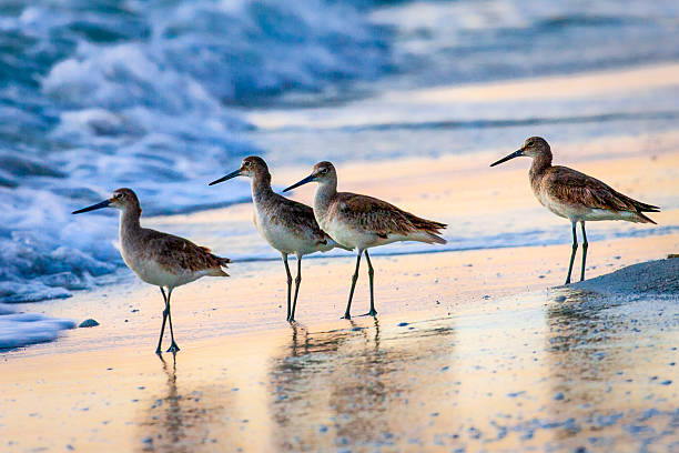 istock Willets on the Beach 5 - Late Afternoon 2214774595