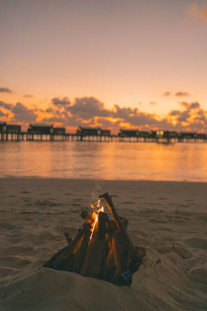 Driftwood washed up on the shore. High quality photo