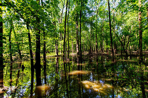 Concept of spring awakening of nature
