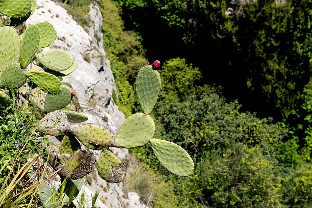 A prickly pear cactus with red fruit grows on a rocky slope, surrounded by wild vegetation and overlooking a forested ravine.