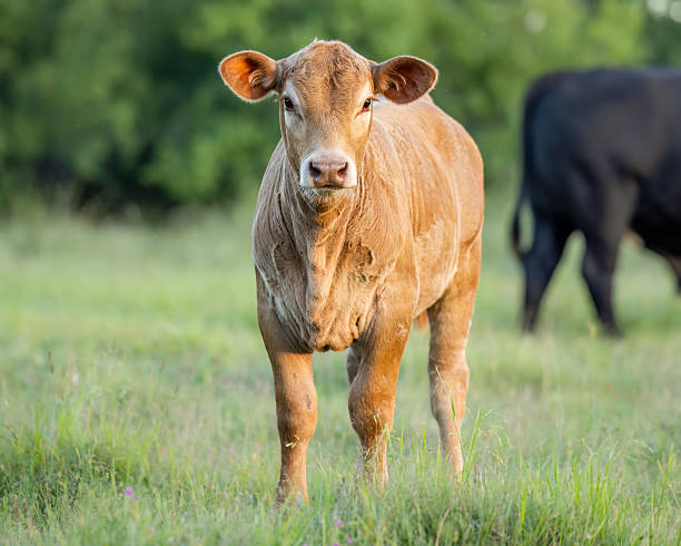 istock Young calf standing in green meadow 2214780116