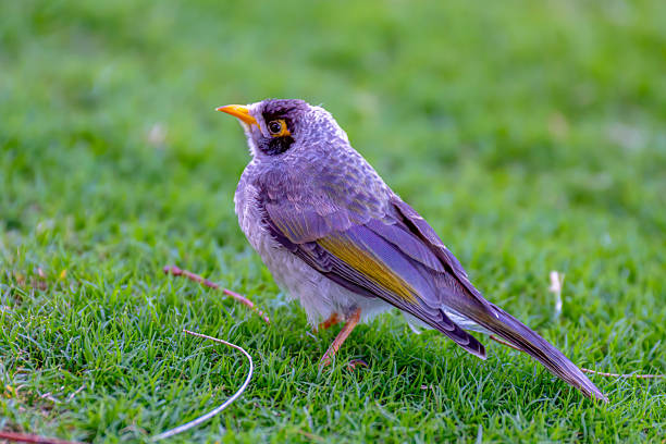Young Noisy miner bird on the football oval at Curl Curl, NSW, Australia