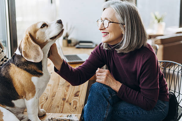 istock Senior freelancer woman petting beagle dog while working from home office 2214783798