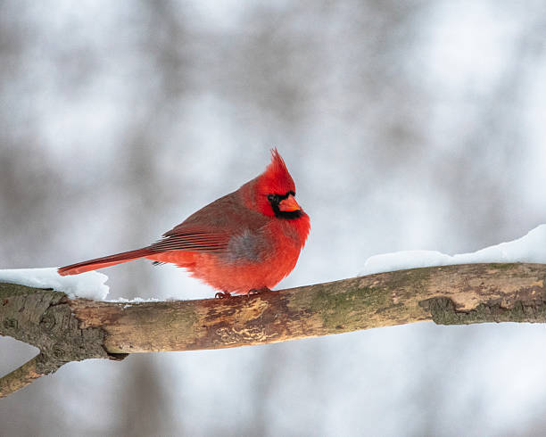 istock Male Cardinal on a snow covered tree branch 2214784565