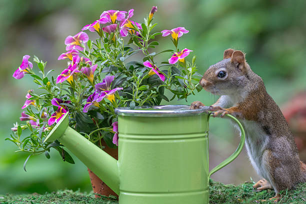 American Red Squirrel in Garden