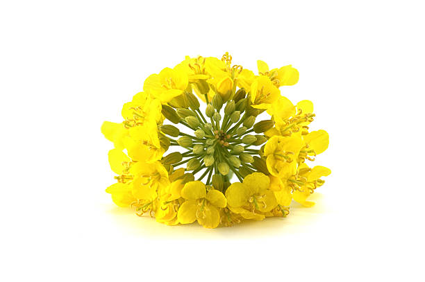 istock Bright Yellow Rapeseed Flower on White Background 2214785663