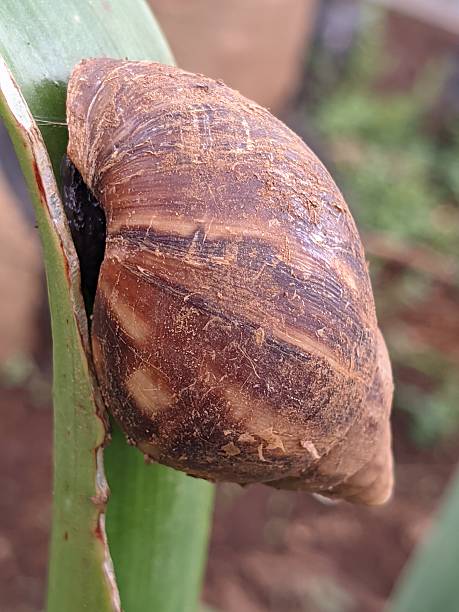 The Serene Beauty of a Snail with the Grace of a Quiet and Smooth Ride