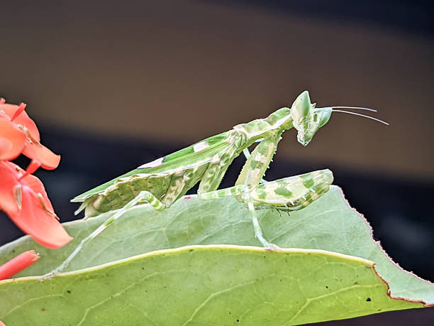 Mantis inhabits wild plants in North China