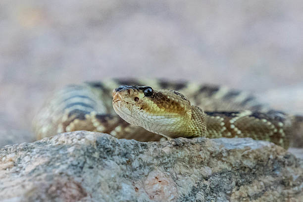 istock A Black Tailed Rattlesnake in Tucson, Arizona 2214791949