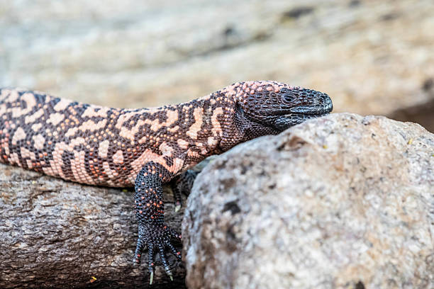 istock A Gila Monster in Tucson, Arizona 2214791992