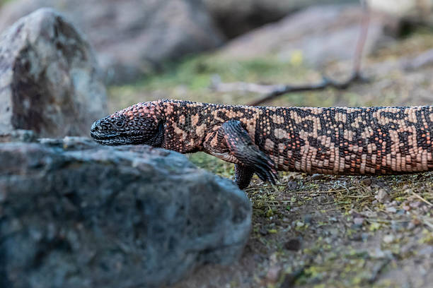 istock A Gila Monster in Tucson, Arizona 2214791997
