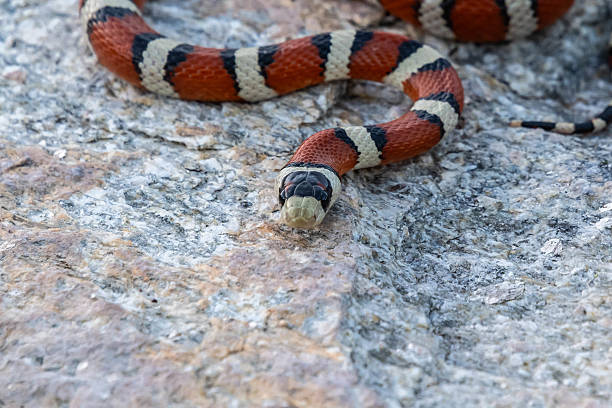 istock A Mexican Milk Snake in Tucson, Arizona 2214791999