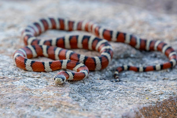 istock A Mexican Milk Snake in Tucson, Arizona 2214792000
