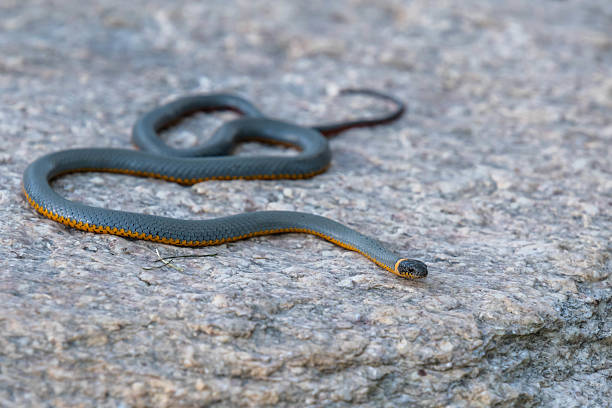 istock A Regal Ring Necked Snake in Tucson, Arizona 2214792003
