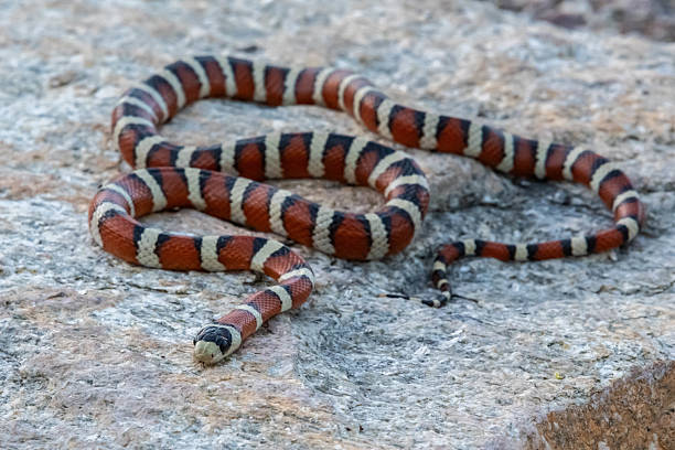 istock A Mexican Milk Snake in Tucson, Arizona 2214792005