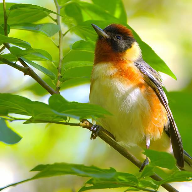 Bay-Breasted Warbler with bay colors and black mask in leafy green backdrop