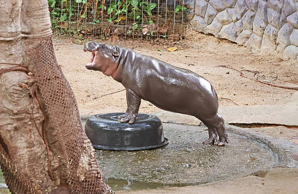 Six months old cute Pygmy Hippopotamus calf
