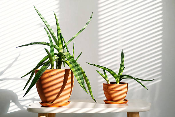 istock Aloe Vera Plants of Different Sizes are Placed on Tabletop, Basking in Natural Light. Shadows from Blinds Create Striking Patterns. 2214794213