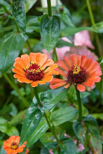 istock orange zinnia elegans flowers in garden 2214796989