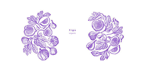 Fig tree. Vector tropical plant, raw sweet fruits, exotic leaf in graphic style. Hand drawn botanical template on transparent background. Farm harvest. Texture details illustration for food design