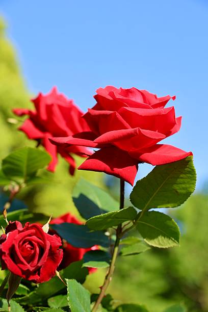 istock Red roses blooming under the blue sky 2214798153