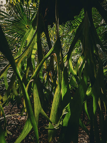 Australian Nature, Stony Range Regional Botanic Garden. Sydney, Dee Why, Australia.