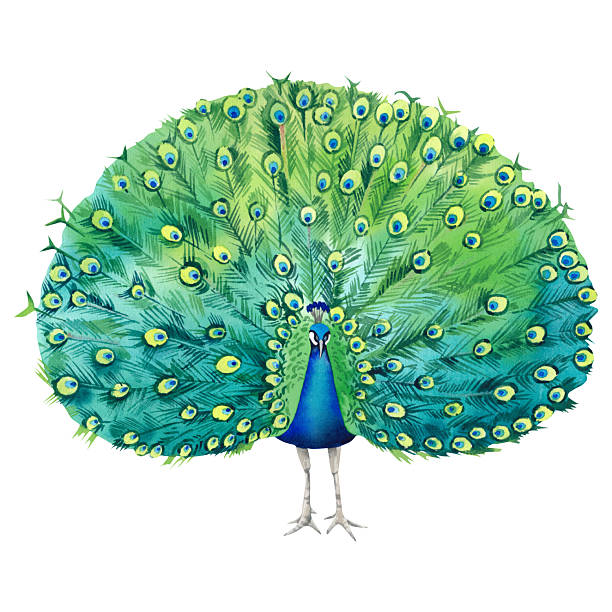 istock Peacock is an exotic bird. Watercolor realistic hand-drawn illustration. A painting with a beautiful, vibrant Indian peacock on a white background. Clipart for Japanese interior decor. 2214800952