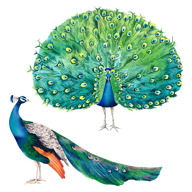 istock Peacock set. Watercolor realistic hand-drawn illustration. A painting with a beautiful, vibrant Indian peacock on a white background. Exotic birds of Paradise. Clipart for Japanese interior decor. 2214803044